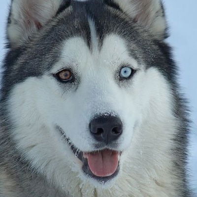 Стелла Галаджян