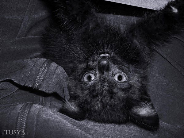 Вероника Сухарева