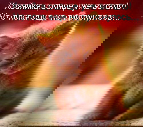 Николай Курашкин