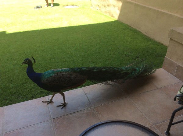 Денис Волгин