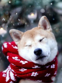 Екатерина Самойлова