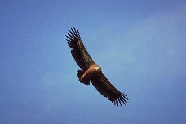 Елена Болдырева