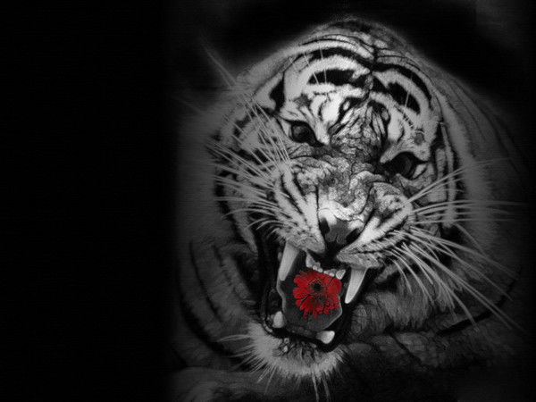 Дикая Кошка