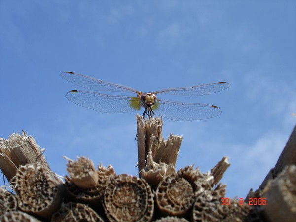 Галина Индрикова