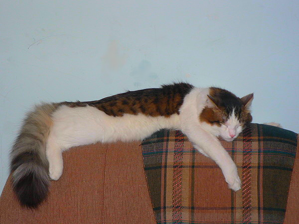 Елена Май (Сабада)