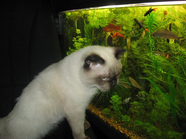 Татьяна Лисина