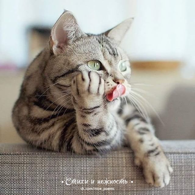 Елена Крайнова