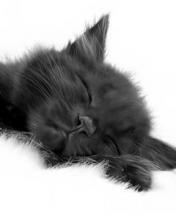 Пётр Костырев