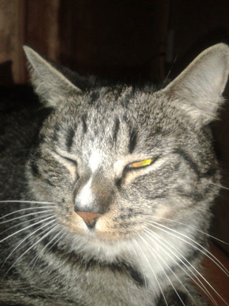 Косяк Косякович