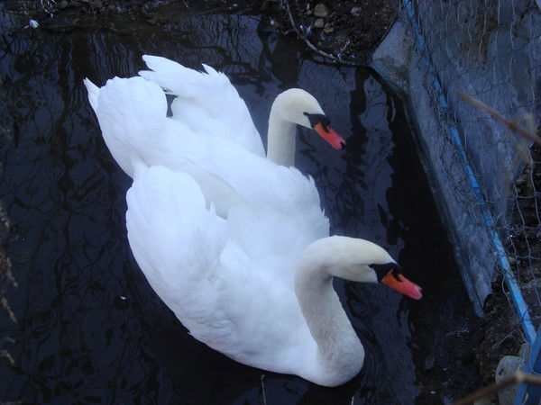 Александр Светяш