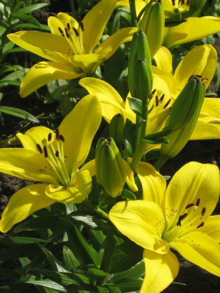 Алена Любушина