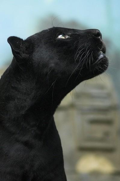 Татьяна Не Ларина