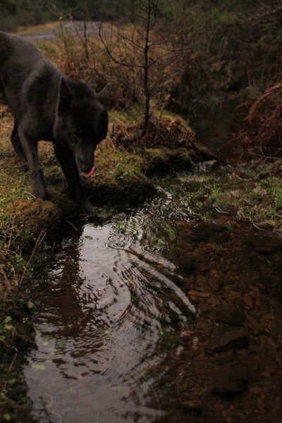 Destra Suer` Vintage|Wistmut