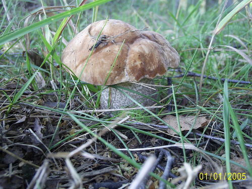 Михаил Леонов