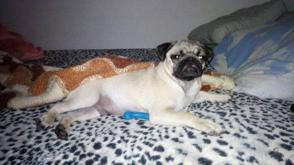 Макс Порошин