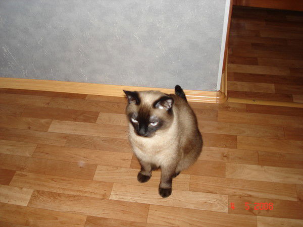 Оля Мамаева