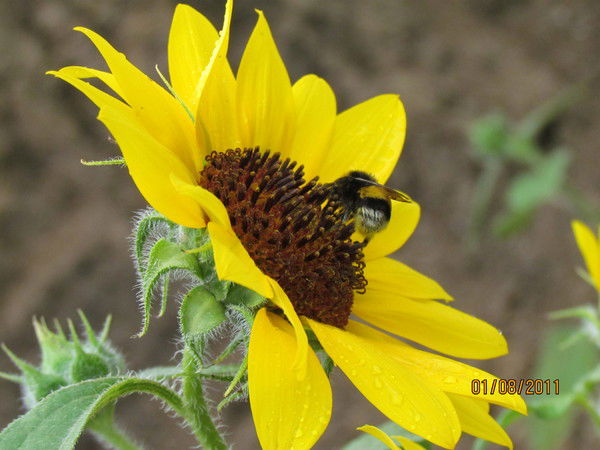 Айнагуль Ергалиева