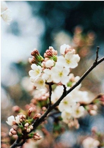 Александра Давыдова