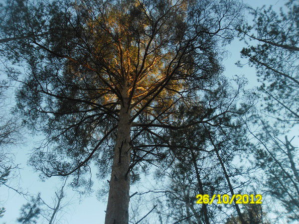 Агайша Хамзина