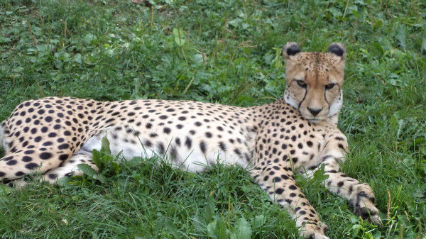 Алексей Ерохин