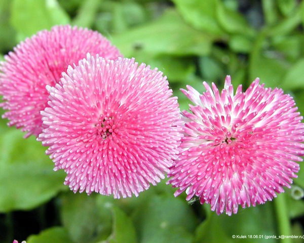 Валентина Панасюк