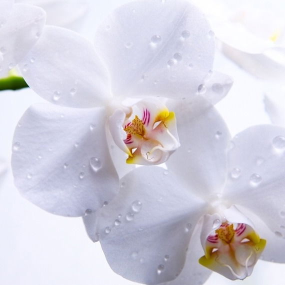 Юлия Водяная