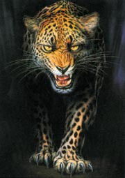 Адай Из Адайцев