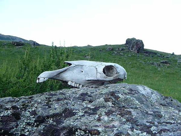 Ольга Парухина