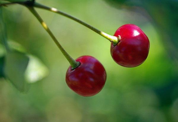 Ирина Доброродная