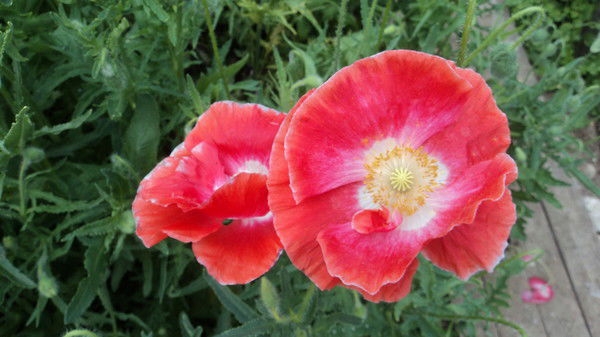 Ольга Барган