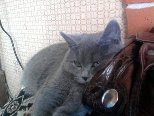 Светлана Хаперская