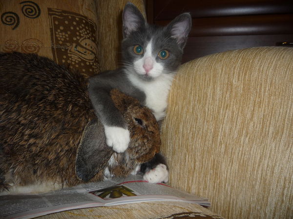 Светлана Фарафонтова