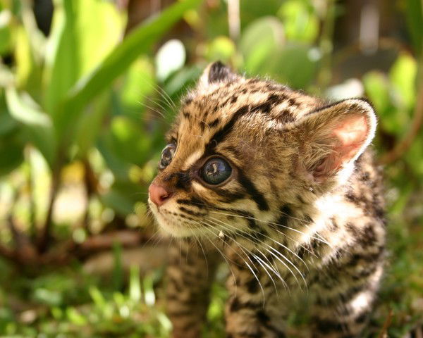 Наталья Янькова