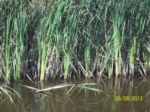 Татьяна Васильева