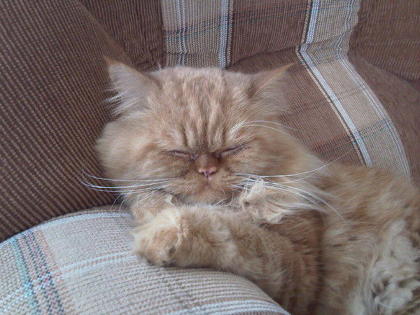 Александр Кузнецов