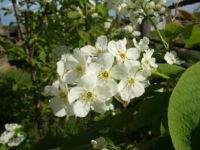 Луиза Дьячковская