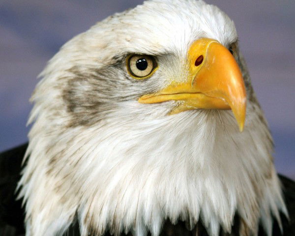 Сергей Дрегваль