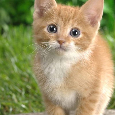 София Готовченко