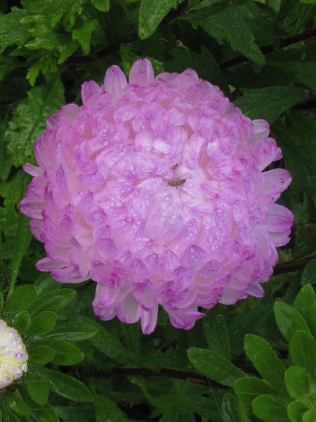 Елена Охотина