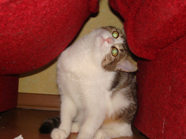 Елена Кулагина