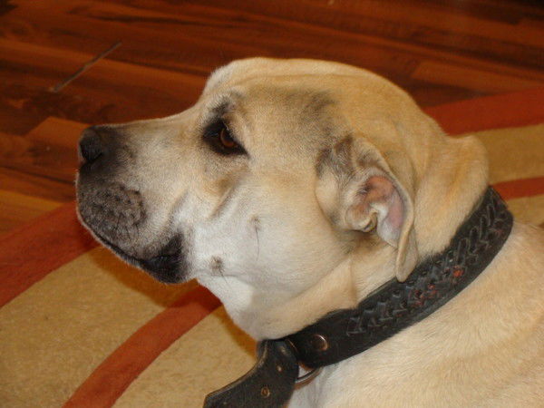 Вячеслав Гончаров