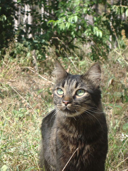 Елена Волгина