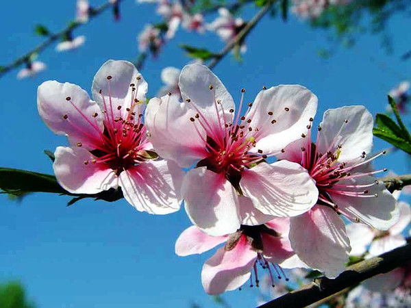 Гульфара Азбенова