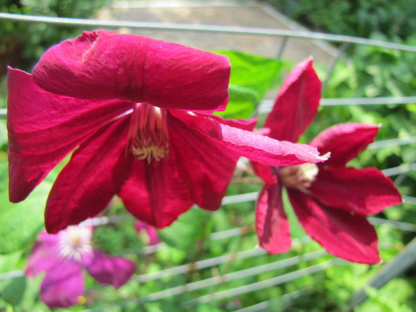 Надежда Курбатова