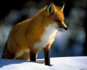 Тамара Расторгуева