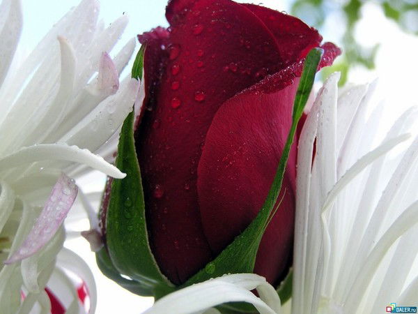 Ольга Анушенкова