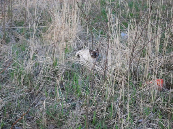 Светлана Чумасмова