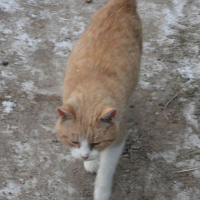 Костя Келейников