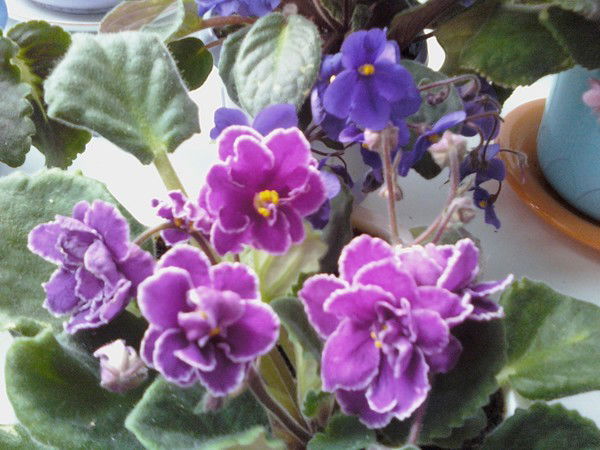 Татьяна Суханова