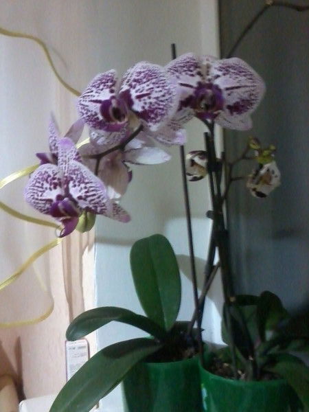 Амина Насибуллина